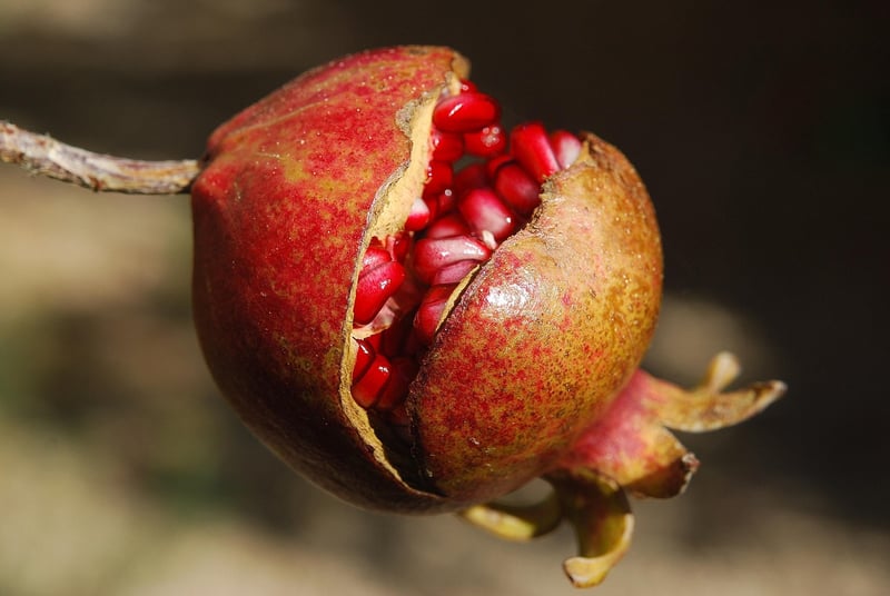 Superfood Exploration