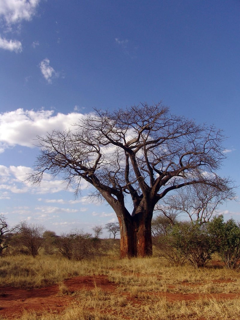 Baobab Tree